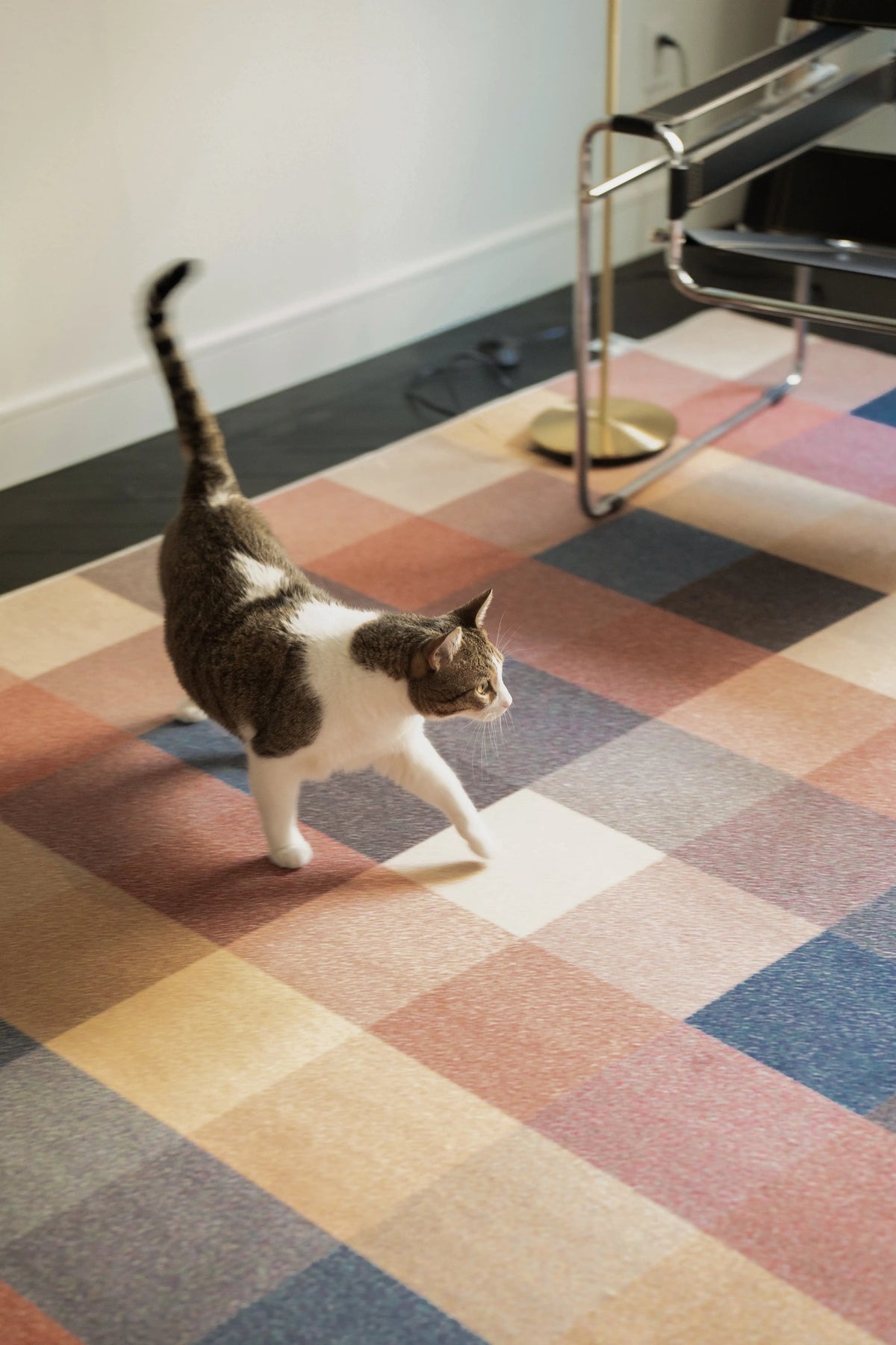 Cat walking across the Earthy Brown Vintage Checkered Rug beside a chrome chair in a studio corner