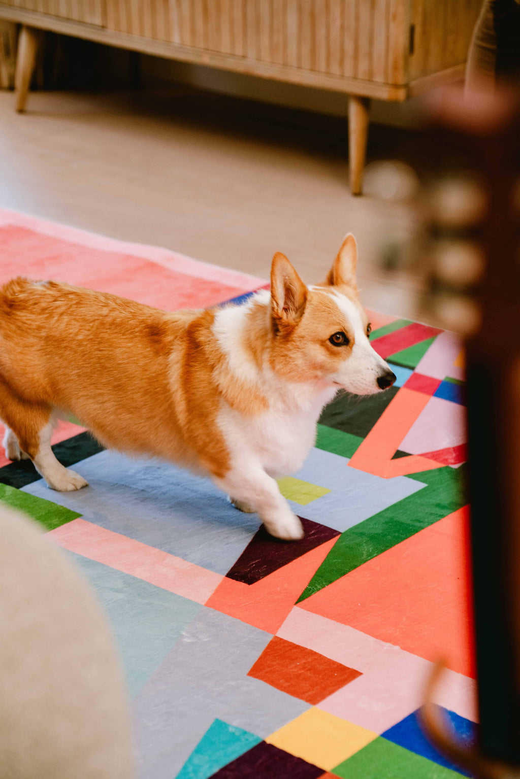 A corgi walking across the multicolored block abstract area rug in a warm-toned living room with wooden furniture.