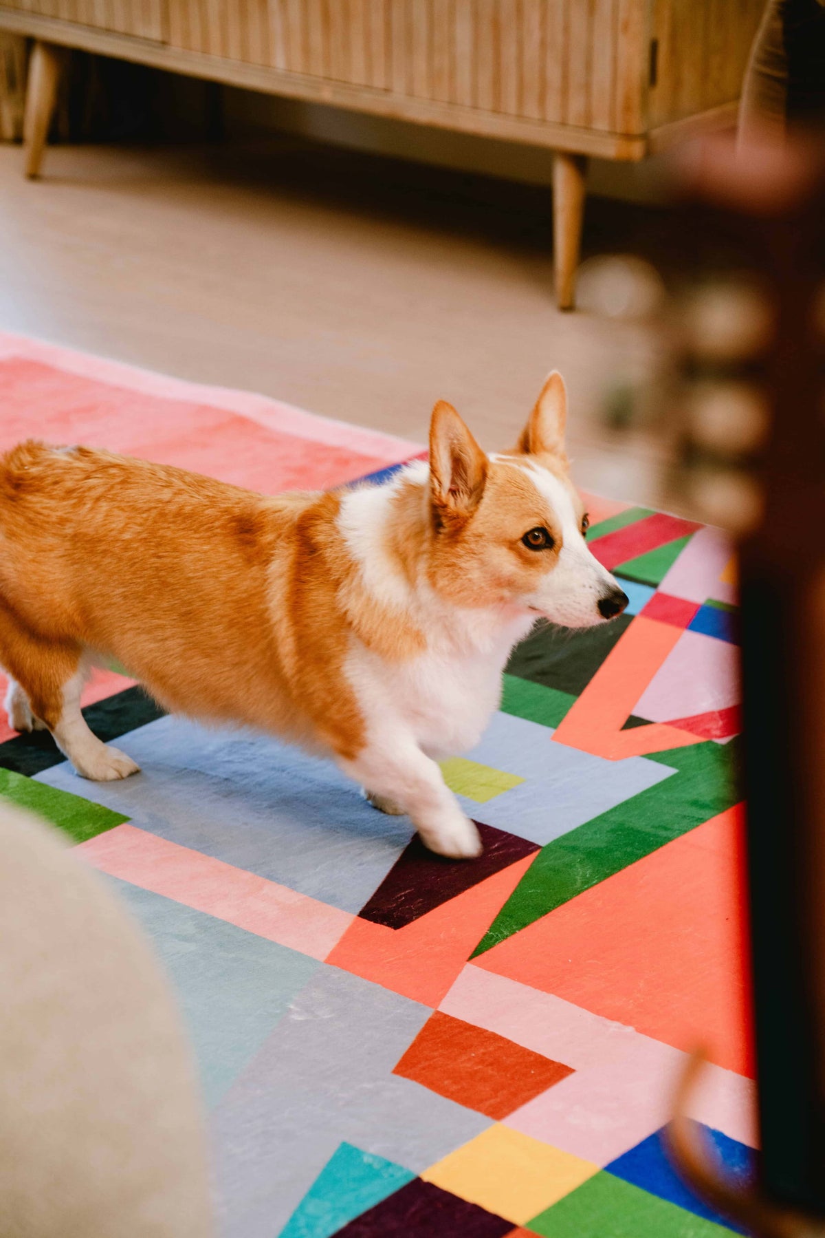 A corgi walking across the multicolored block abstract area rug in a warm-toned living room with wooden furniture.