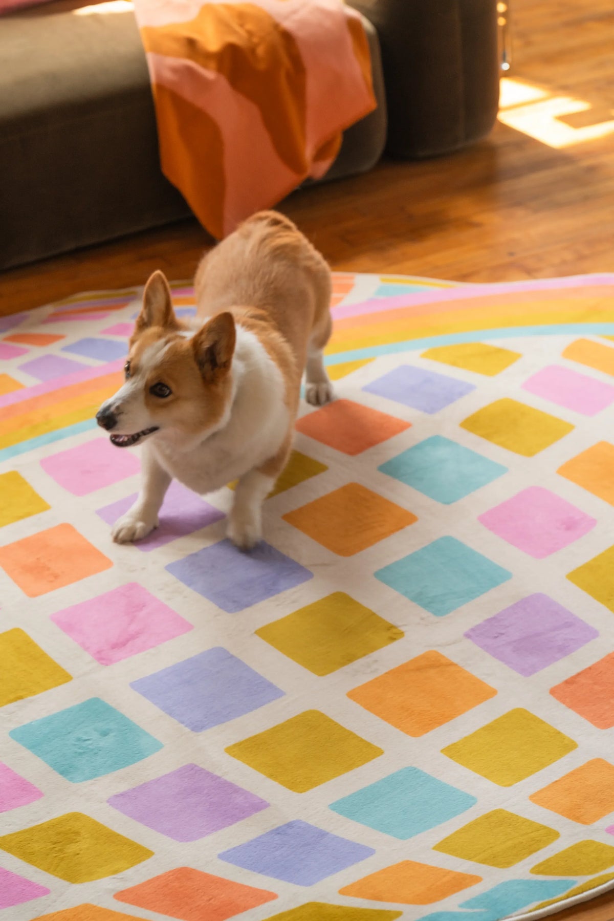 A corgi standing on the Colorful Disco Planet Checkered Rug by Darra Sargnt, placed beside a sofa on wood floor