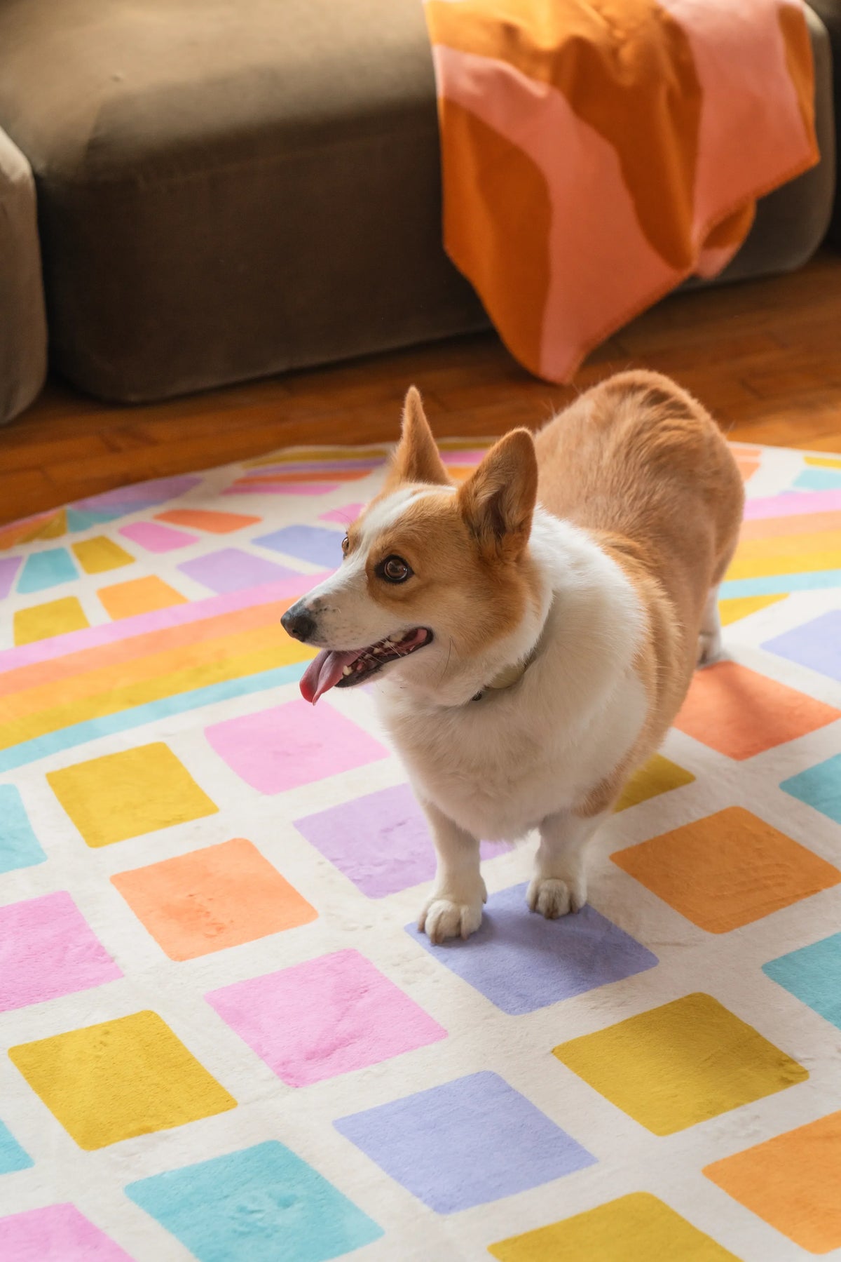A corgi stands on the Colorful Disco Planet Checkered Rug by Darra Sargnt, placed on warm wood floor beside a neutral sofa